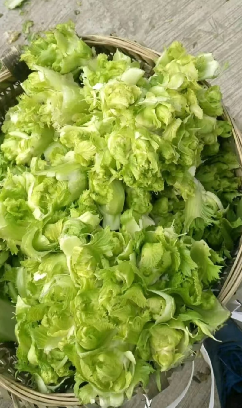 优质儿菜大量上市。货源多，价格低，质量好。