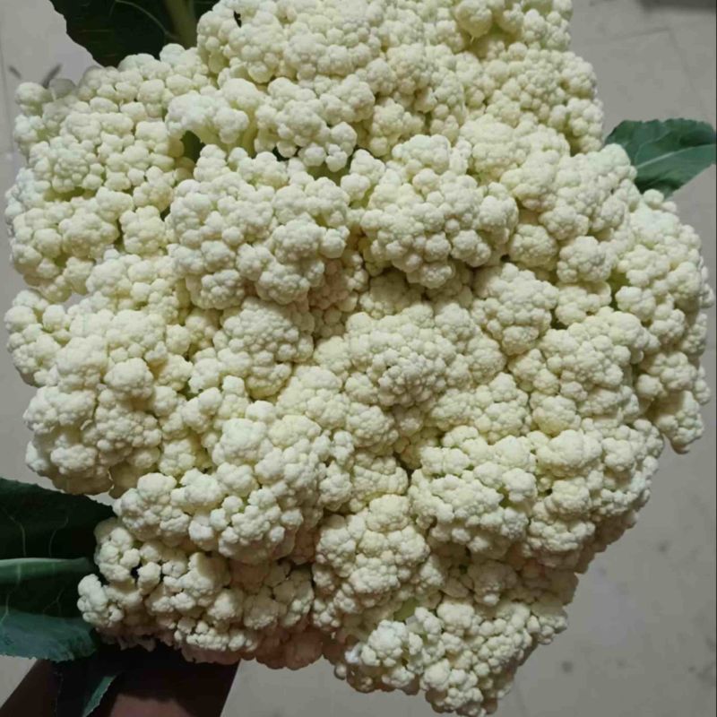 精品菜花，货源充足，产地直发，诚信经营，欢迎客商来电