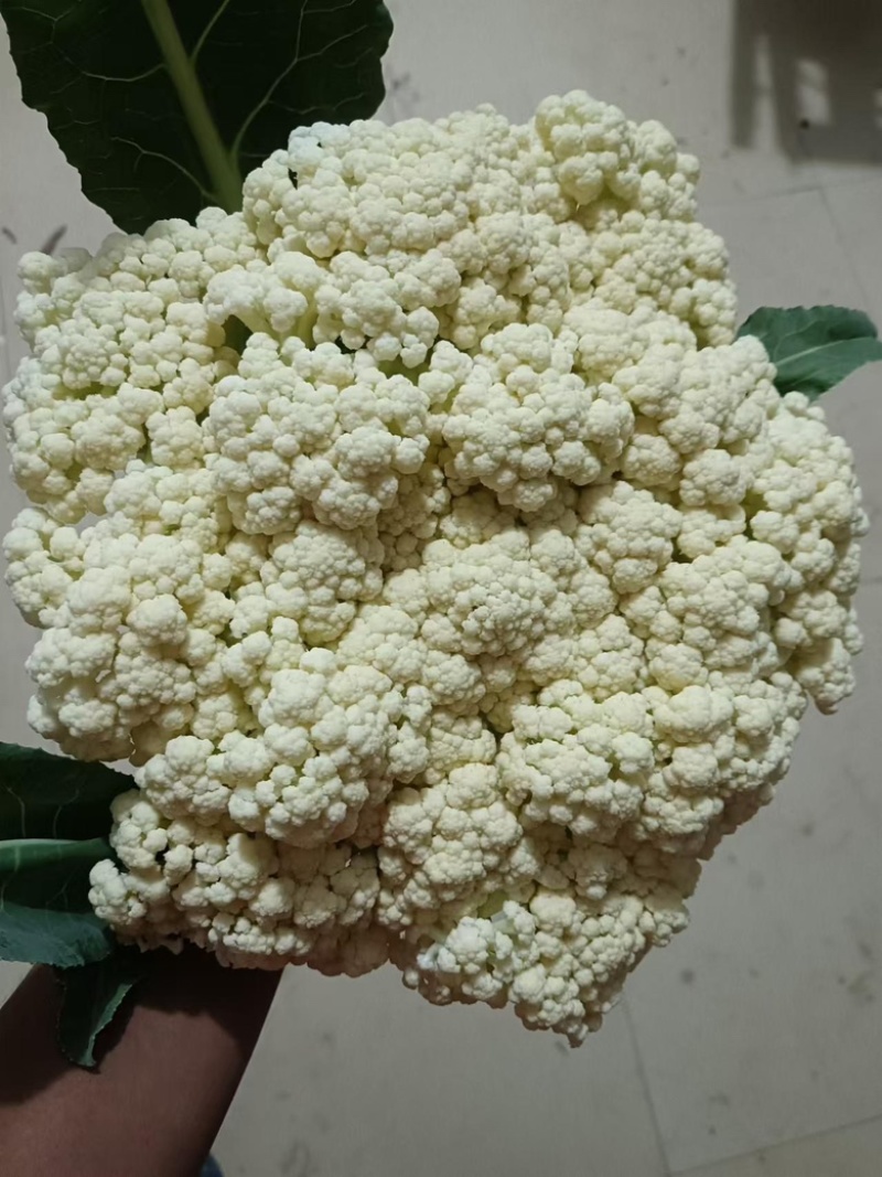 精品菜花，货源充足，产地直发，诚信经营，欢迎客商来电