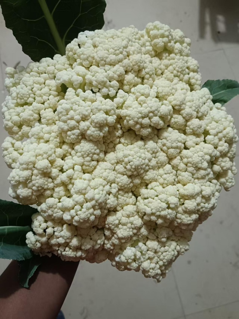 精品菜花，货源充足，产地直发，诚信经营，欢迎客商来电