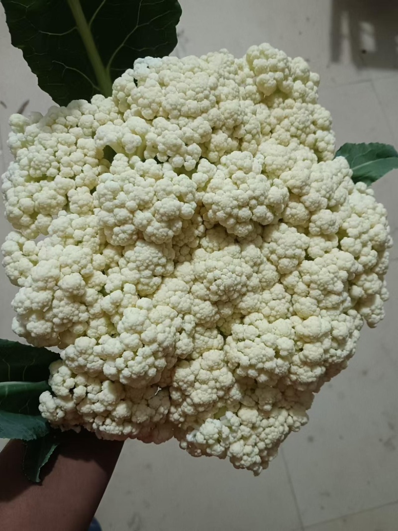 精品菜花，货源充足，产地直发，诚信经营，欢迎客商来电