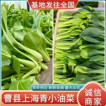 西安市青菜青梗菜油菜大量上市量大质优可视频看货