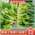西安市青菜青梗菜油菜大量上市量大质优可视频看货