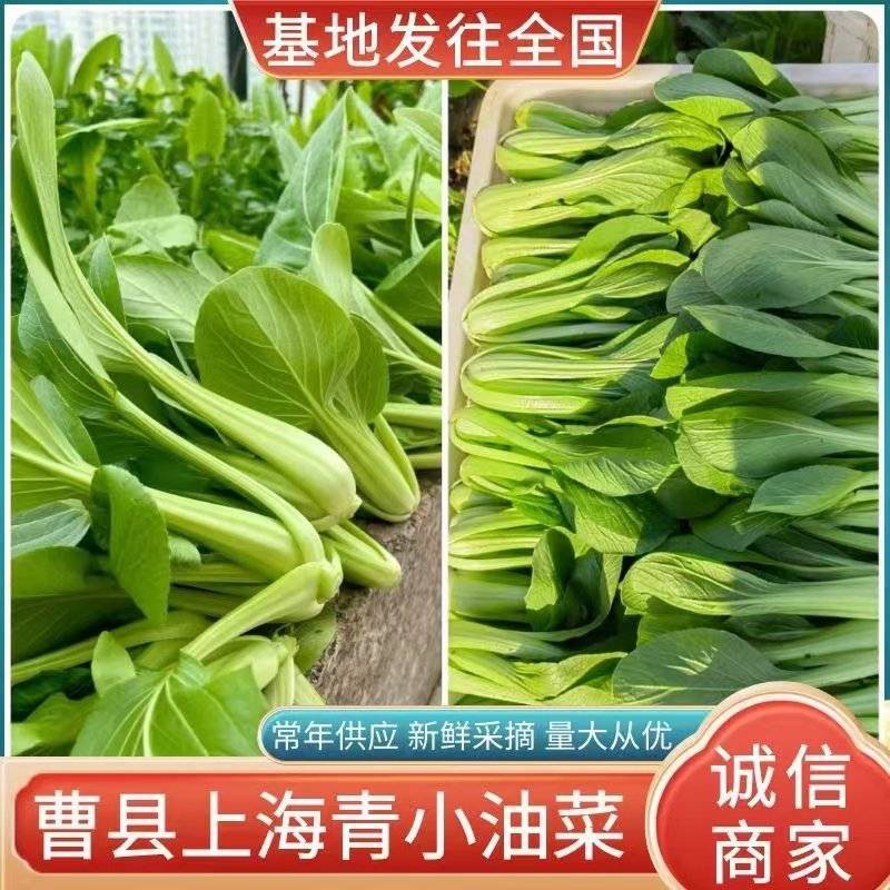 西安市青菜青梗菜油菜大量上市量大质优可视频看货