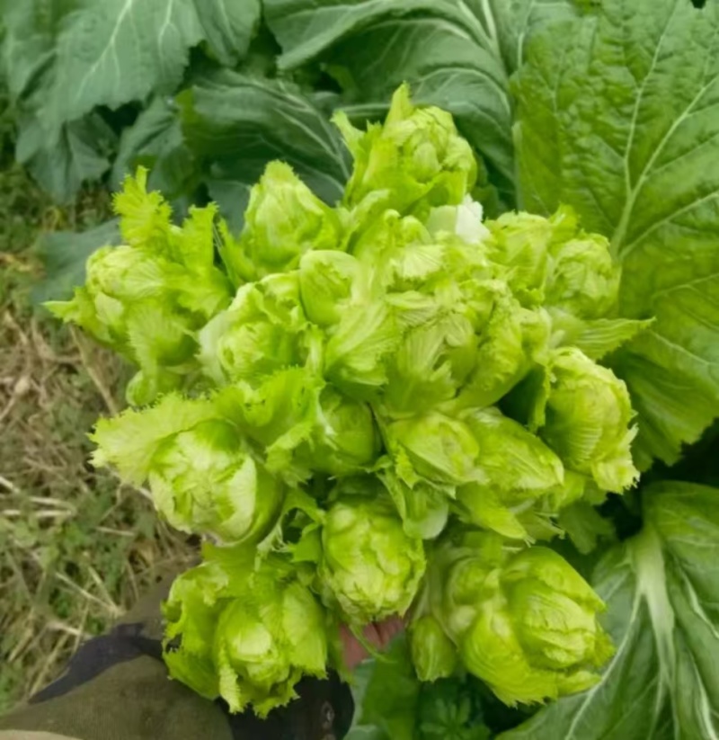 优质儿菜大量上市。质量好，价格低，货源充足，质量保证。