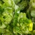 优质儿菜大量上市。质量好，价格低，货源充足，质量保证。