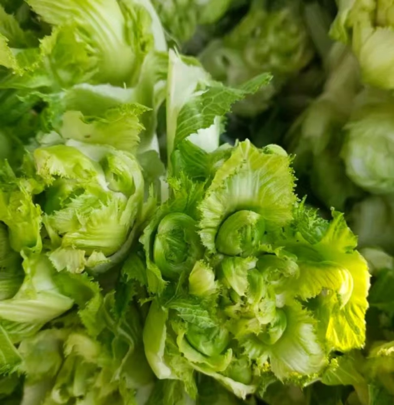 优质儿菜大量上市。质量好，价格低，货源充足，质量保证。