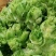 优质儿菜大量上市。质量好，价格低，货源充足，质量保证。
