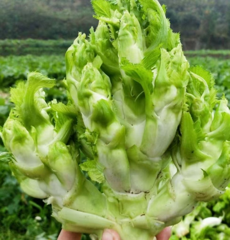 优质儿菜大量上市。质量好，价格低，货源充足，质量保证。