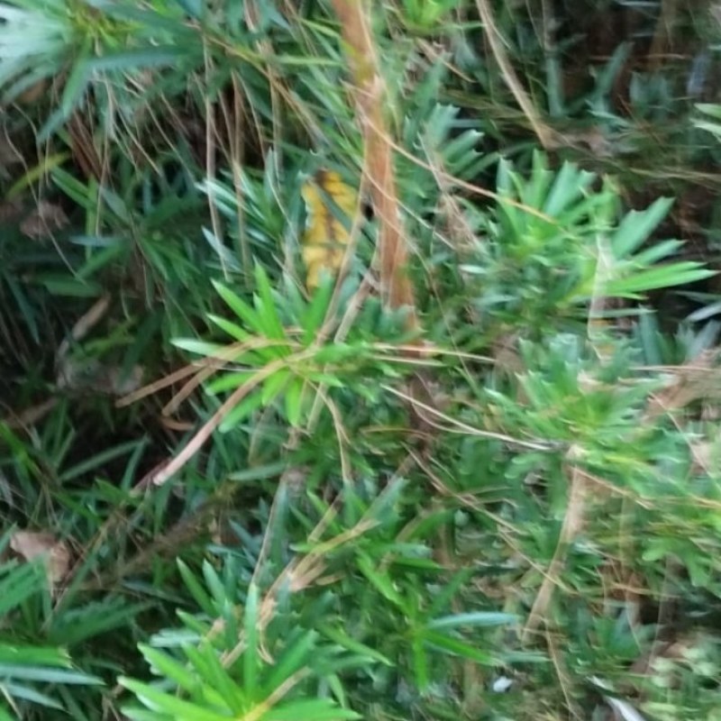 罗汉松