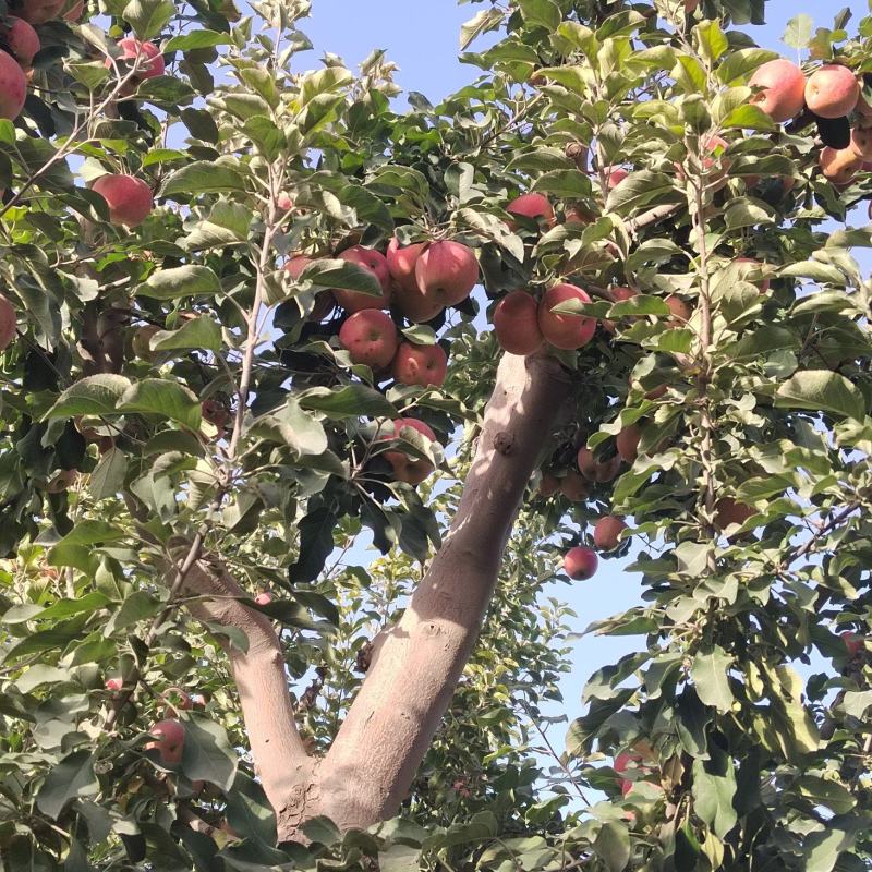 阿克苏红旗坡冰糖心苹果供应