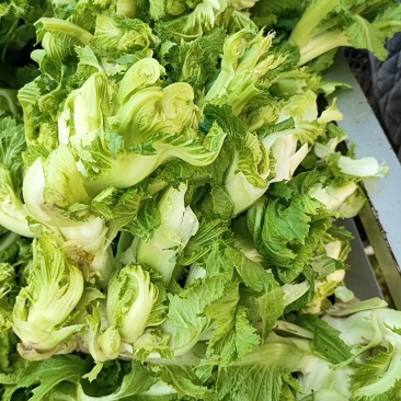 砀山县儿菜大量上市，质量三保，欢迎客户前来采购。
