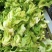 砀山县儿菜大量上市，质量三保，欢迎客户前来采购。