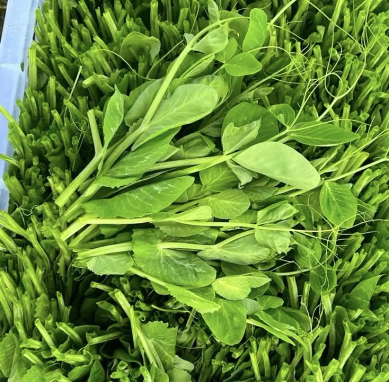 豌豆尖豌豆苗真实图片，真实价格