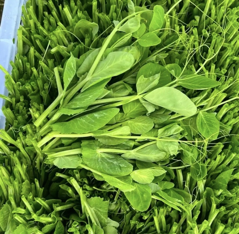 豌豆尖豌豆苗真实图片，真实价格