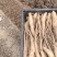 山东白玉山药豆苗基地直发品质保障欢迎来电咨询