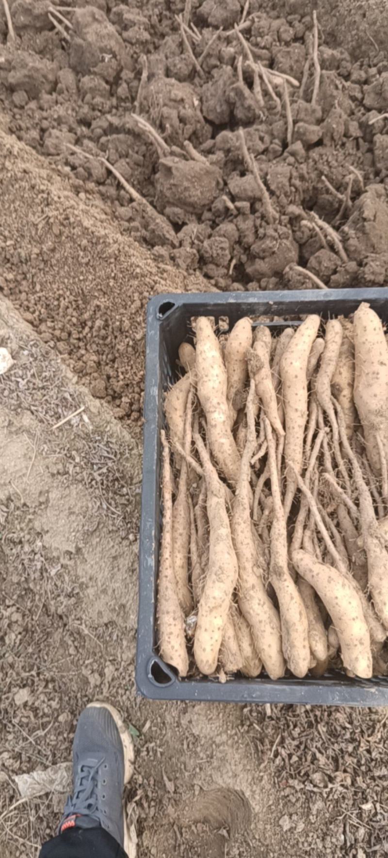 山东白玉山药豆苗基地直发品质保障欢迎来电咨询