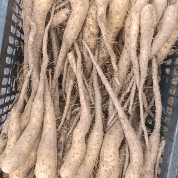 山东白玉山药豆苗基地直发品质保障欢迎来电咨询