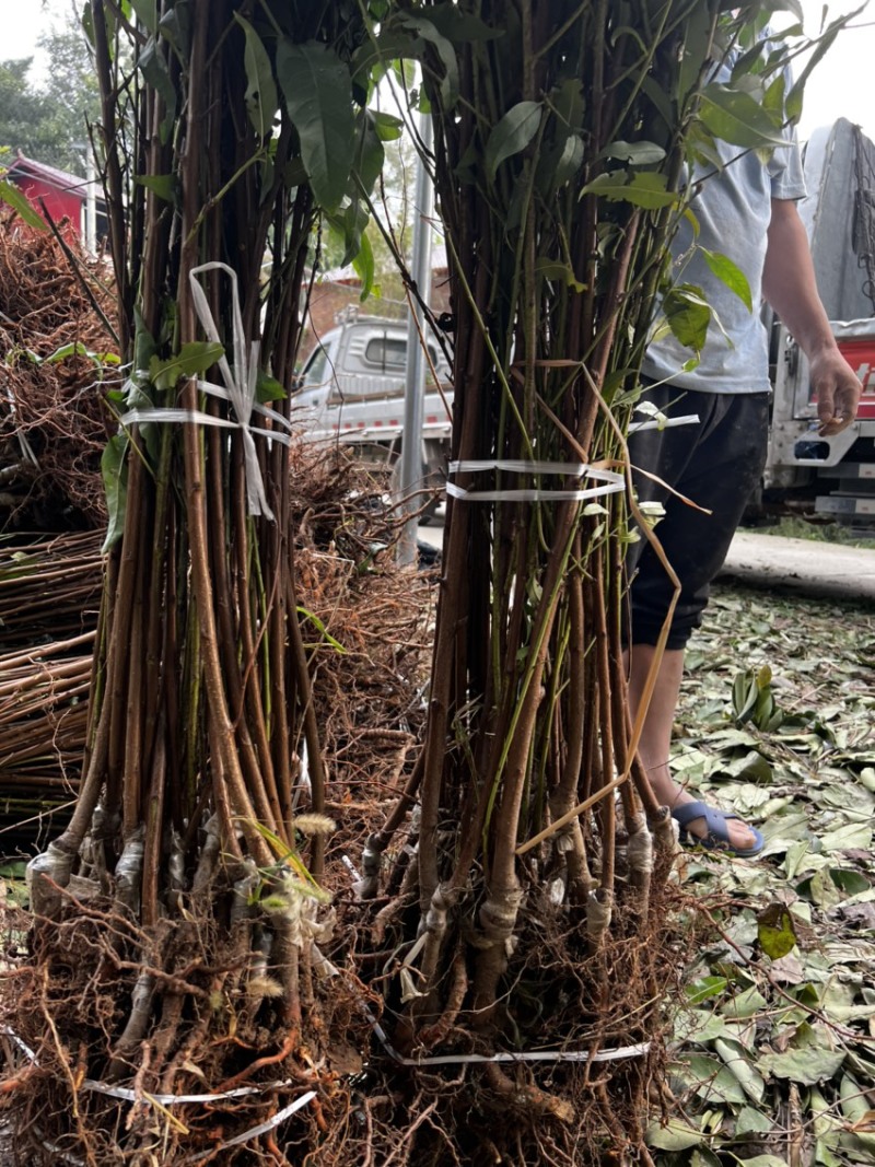 嫁接桃树苗桃树苗毛桃苗胭脂脆桃苗黄桃苗现挖现发