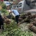 嫁接桃树苗桃树苗毛桃苗胭脂脆桃苗黄桃苗现挖现发