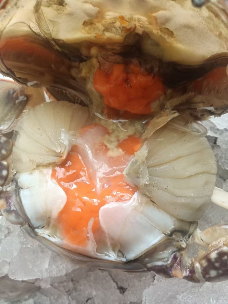 连云港新鲜冷冻满黄梭子蟹，团购餐饮腌制呛蟹订制蟹，品质好