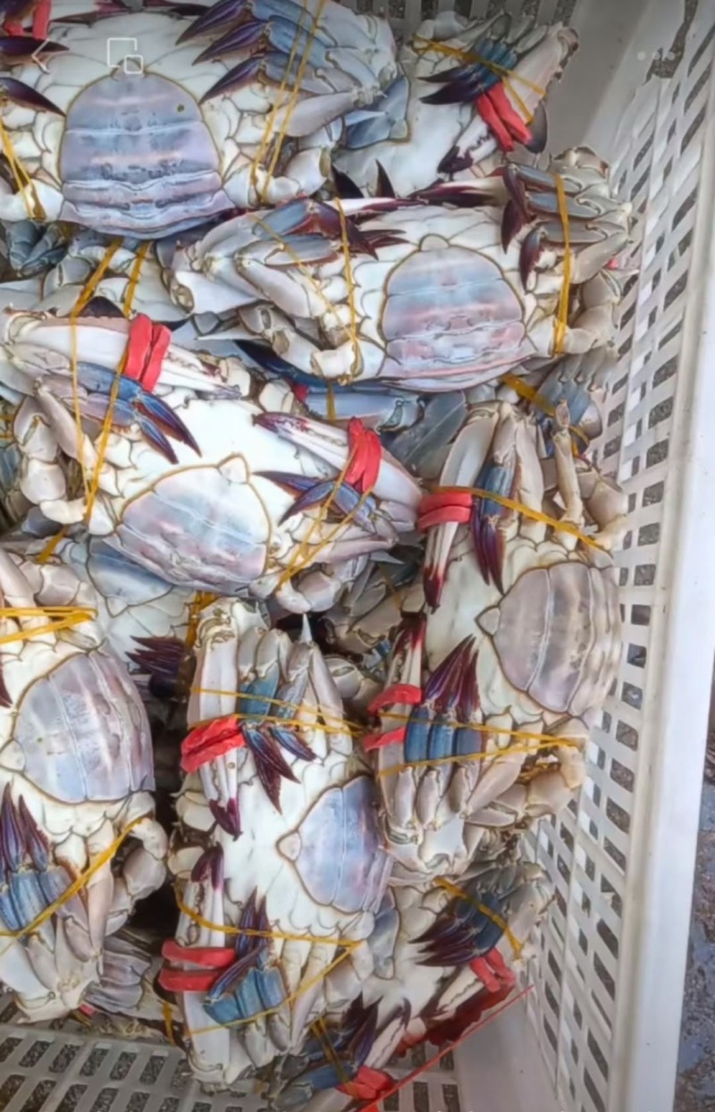 连云港新鲜冷冻满黄梭子蟹，团购餐饮腌制呛蟹订制蟹，品质好