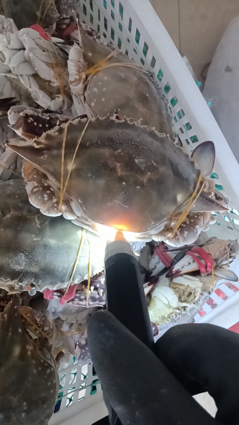 连云港新鲜冷冻满黄梭子蟹，团购餐饮腌制呛蟹订制蟹，品质好