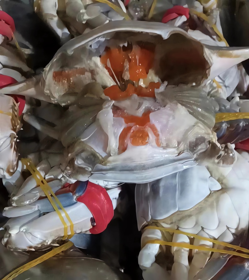 连云港新鲜冷冻满黄梭子蟹，团购餐饮腌制呛蟹订制蟹，品质好