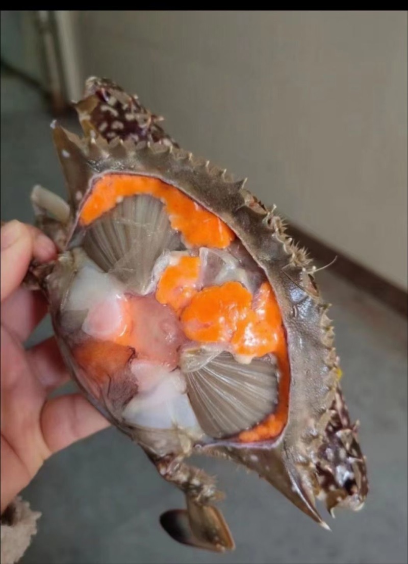 满黄满膏大母梭子蟹，专业线下团购和高端餐饮订制蟹
