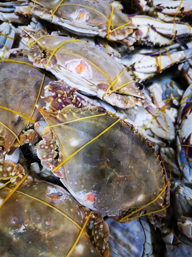 满黄满膏大母梭子蟹，专业线下团购和高端餐饮订制蟹