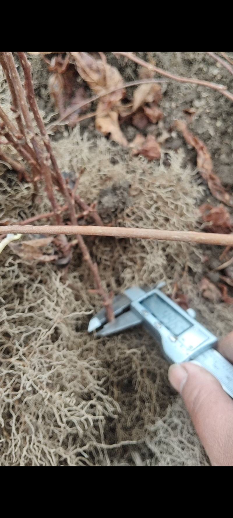五味子苗植株粗壮，根系发达，芽眼饱满欢迎老板联系