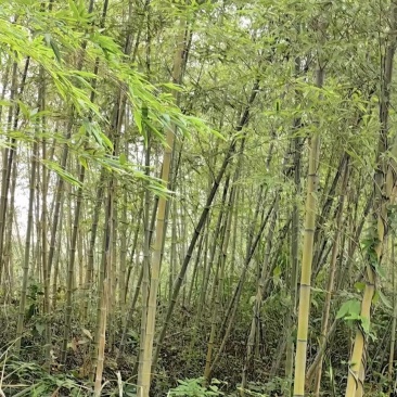 楠竹苗