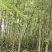 楠竹苗