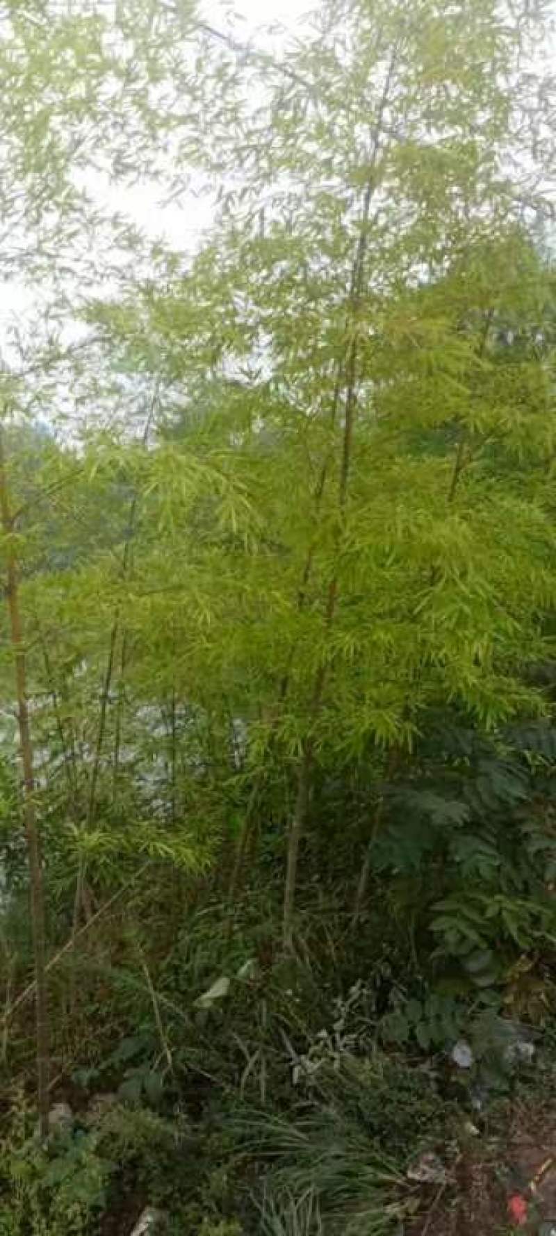楠竹苗