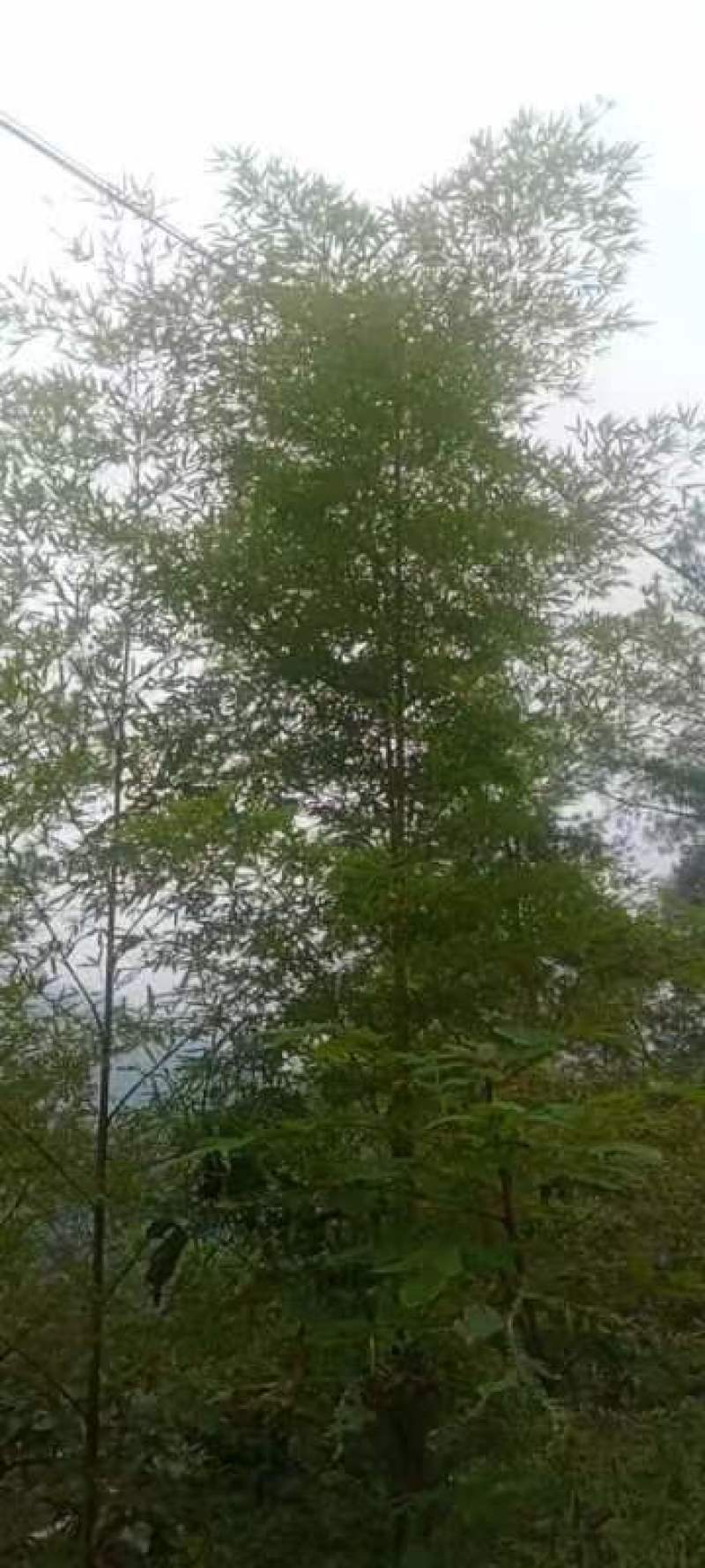 楠竹苗