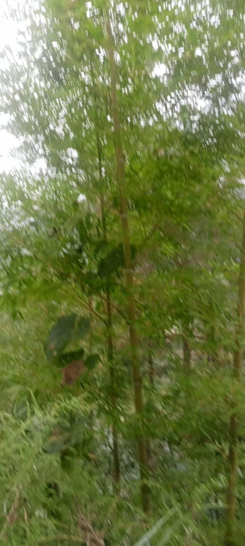 楠竹苗