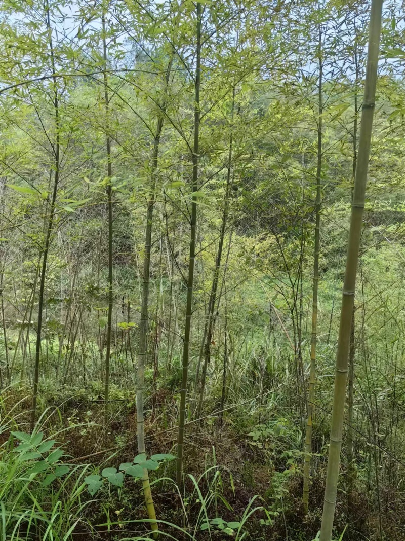 楠竹苗