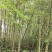 楠竹苗