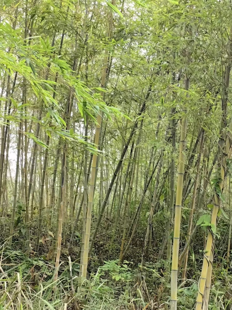 楠竹苗