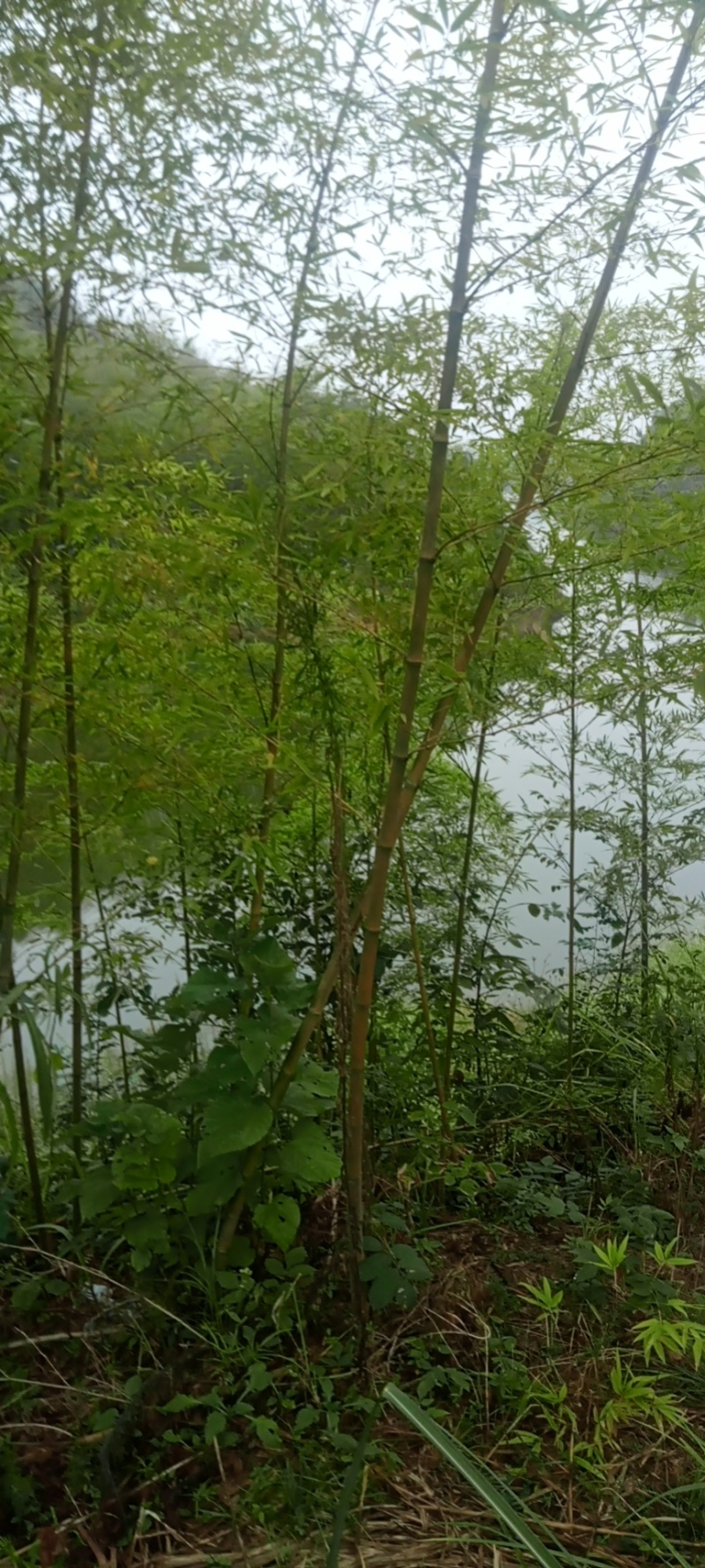 楠竹苗