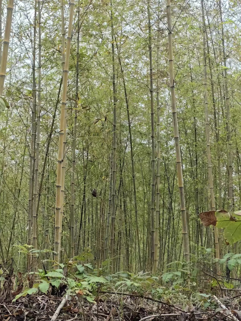 楠竹苗