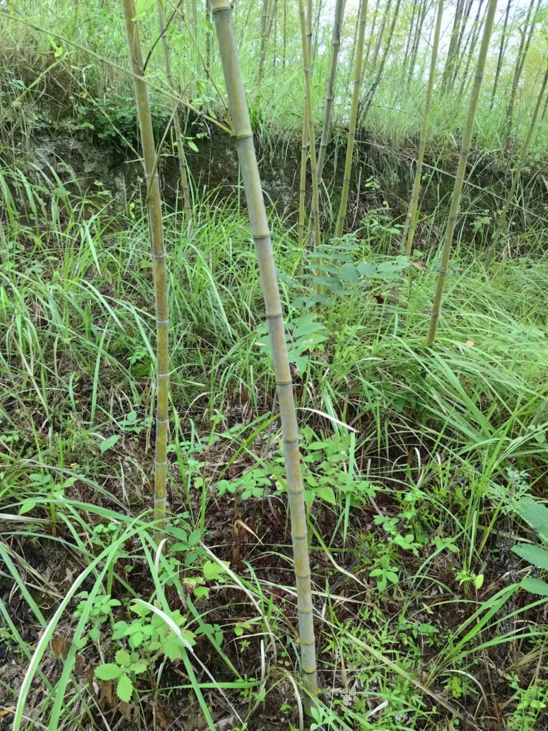楠竹苗
