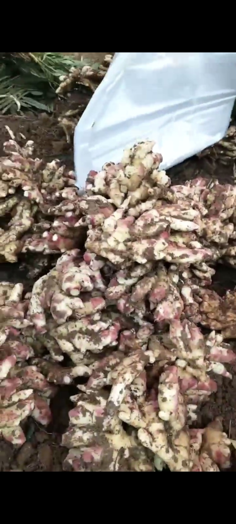 正宗云南红牙姜，大量上市供应全国渠道