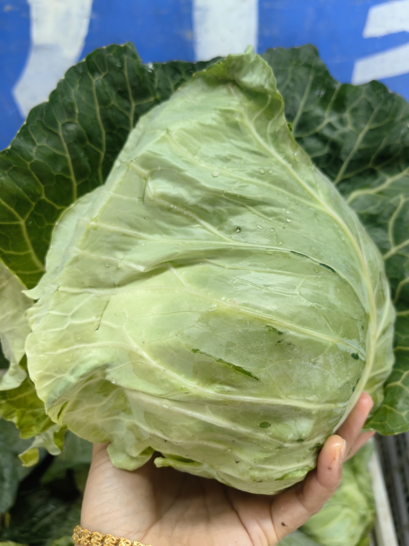 牛心包菜一手货源支持视频看货，保质保量欢迎订购