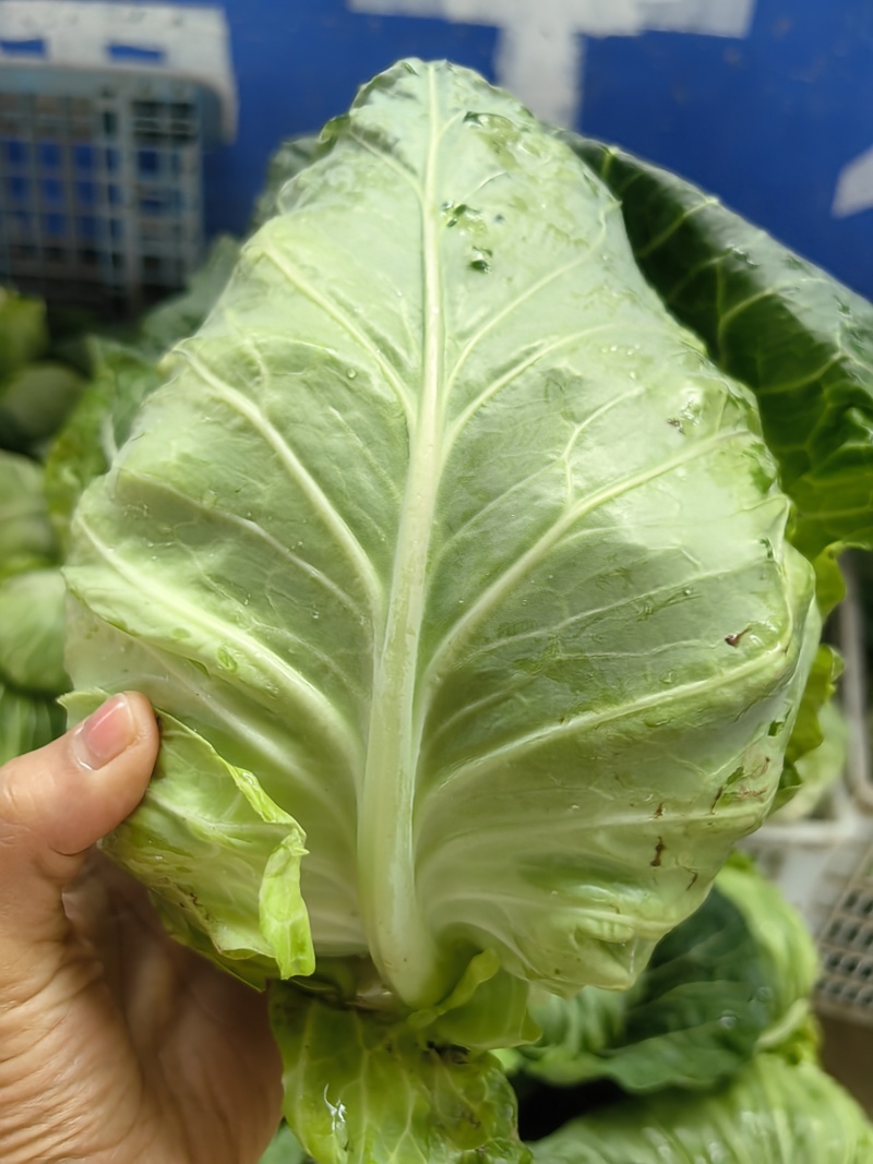 牛心包菜一手货源支持视频看货，保质保量欢迎订购