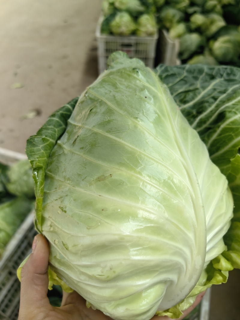 牛心包菜一手货源支持视频看货，保质保量欢迎订购