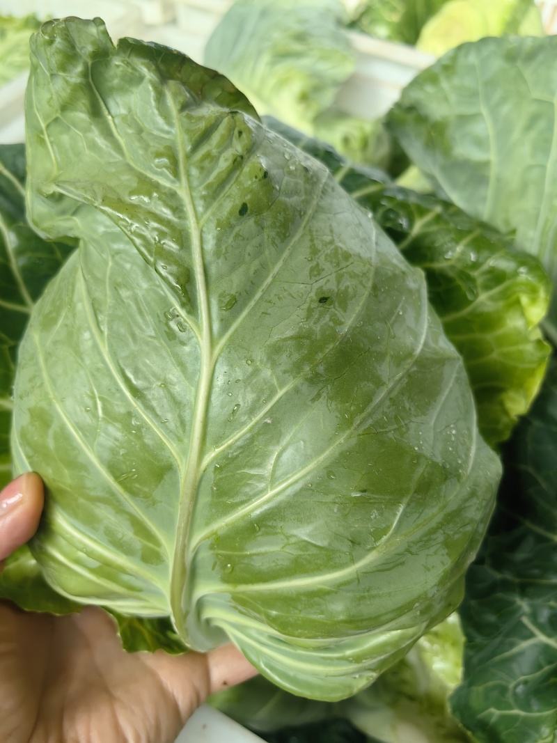 牛心包菜一手货源支持视频看货，保质保量欢迎订购