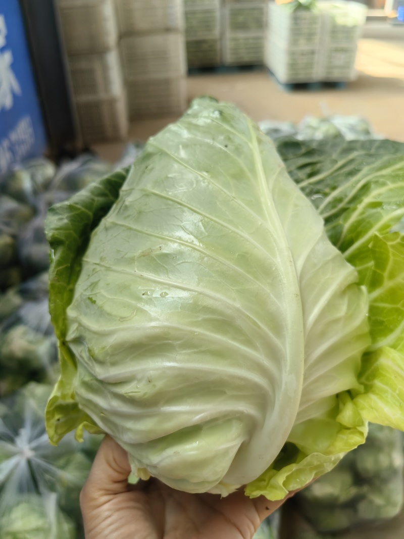 牛心包菜一手货源支持视频看货，保质保量欢迎订购