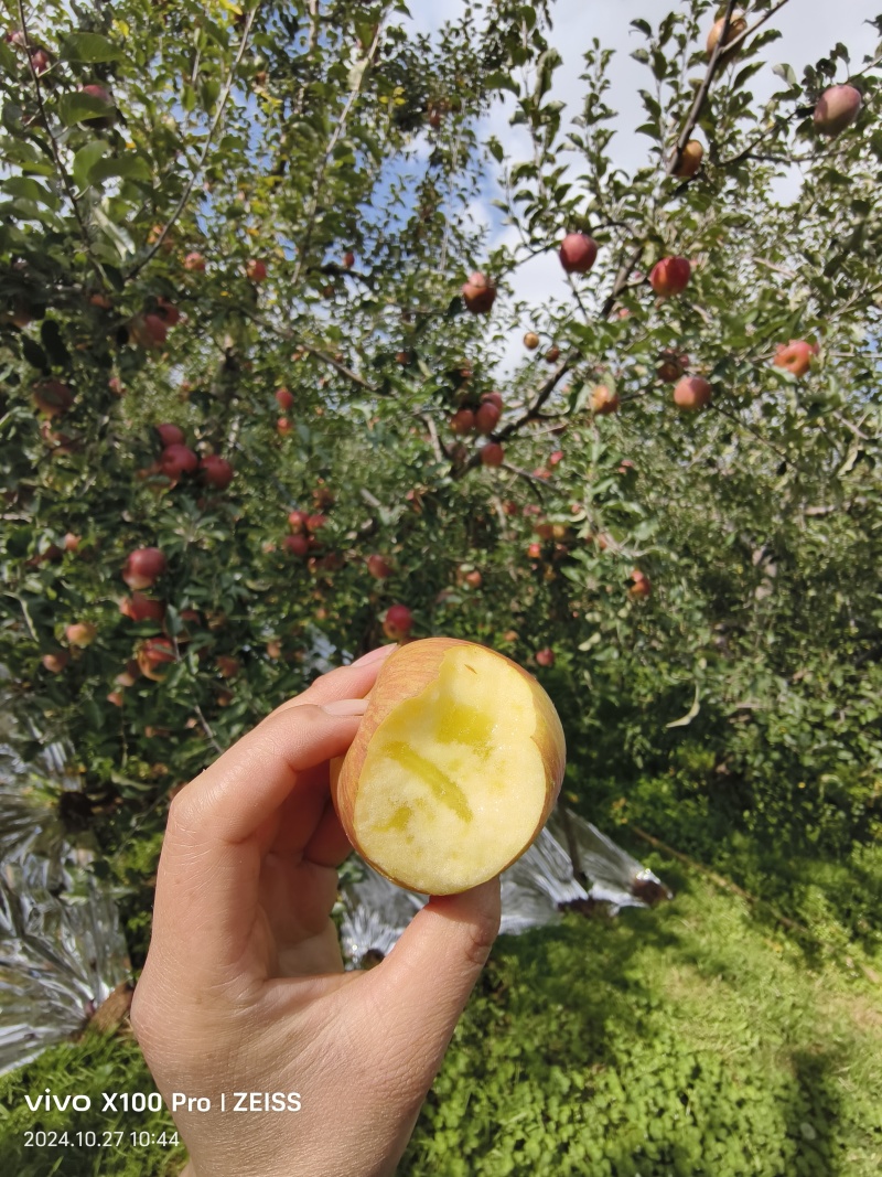 盐源糖心苹果糖心很好很甜
