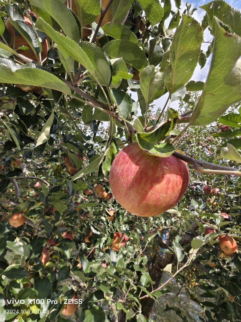 盐源糖心苹果糖心很好很甜